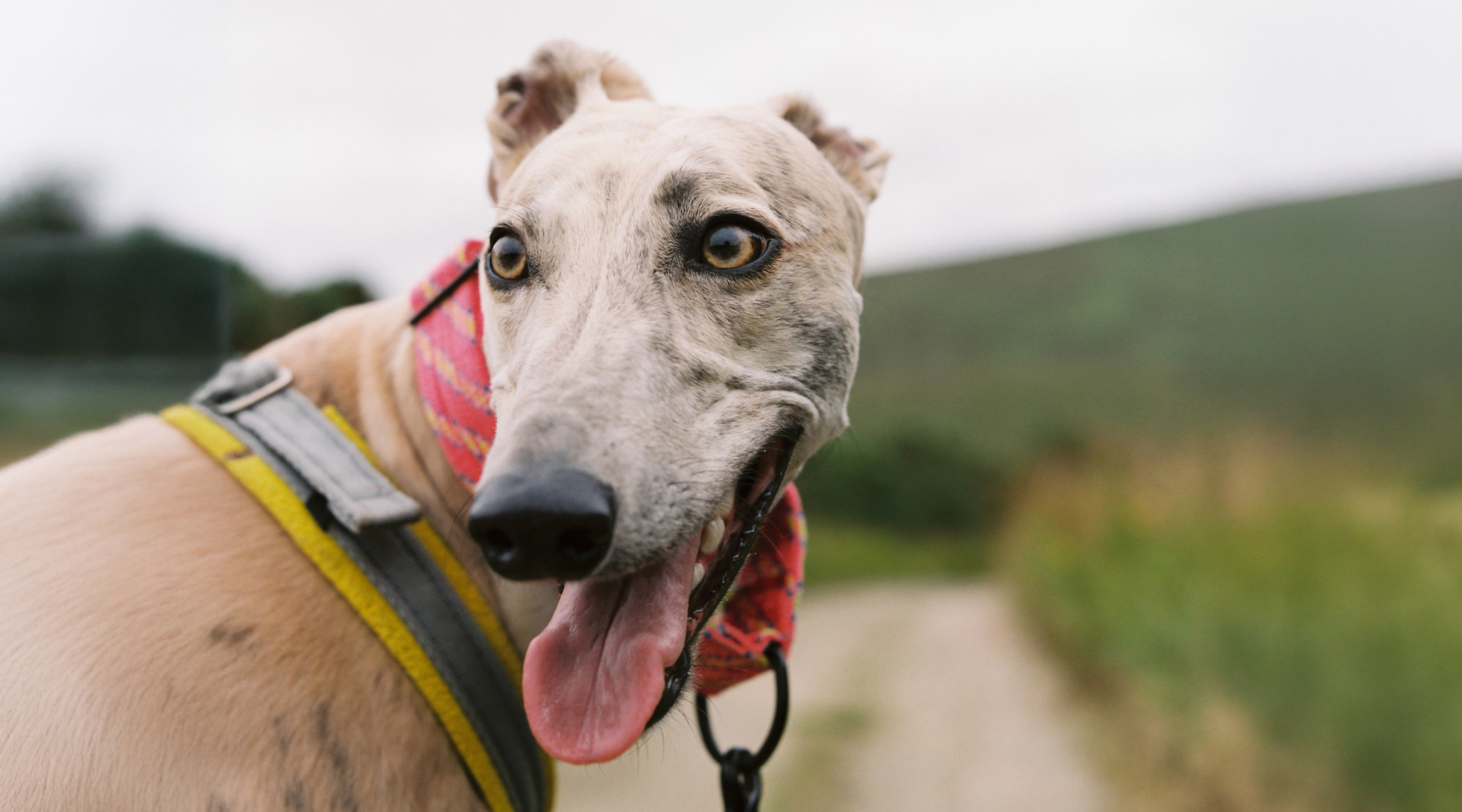 Deel Sighthound Rescue Brand Development